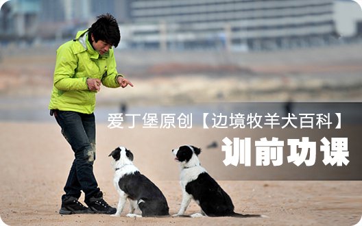 边境牧羊犬百科——训前功课