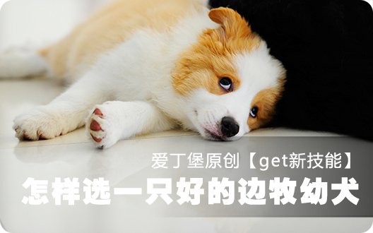 🐾【get新技能】怎样选择一只好的边牧幼犬？💟