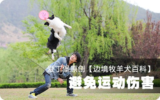 ■□边境牧羊犬百科——避免运动伤害□■