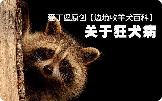 ■□边境牧羊犬百科——关于狂犬病□■