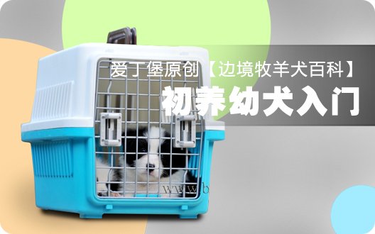 ■□边境牧羊犬百科——初养幼犬入门□■