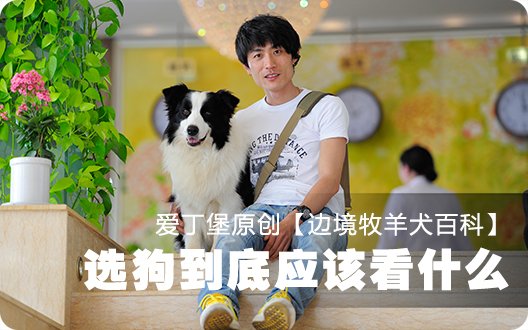 ■□边境牧羊犬百科——选狗到底应该看什么□■