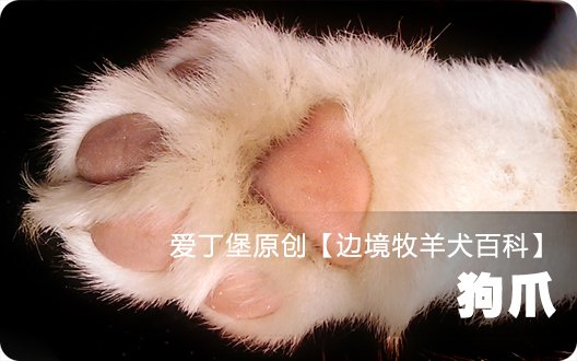 ■□边境牧羊犬百科——狗爪□■