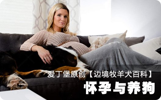 ■□边境牧羊犬百科——怀孕与养狗□■