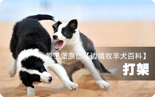 ■□边境牧羊犬百科——打架□■