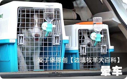 ■□边境牧羊犬百科——晕车□■