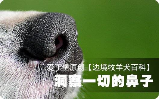 ■□边境牧羊犬百科——洞察一切的鼻子□■