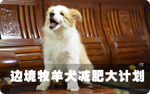 边境牧羊犬减肥大计划