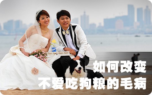 如何改变你的边境牧羊犬不爱吃狗粮的毛病