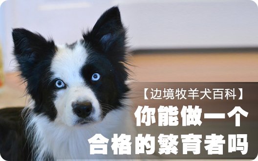 ■□边境牧羊犬百科——你能做一个合格的繁育者吗□■