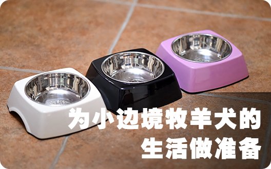 为小边境牧羊犬的生活做准备