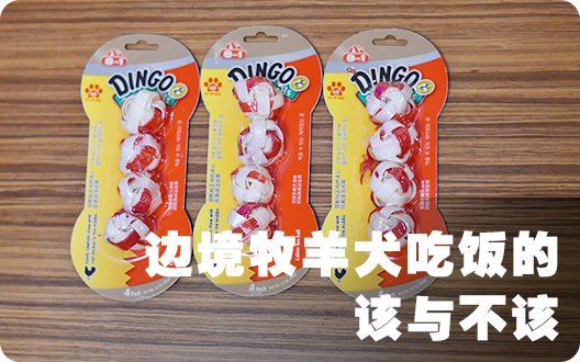 边境牧羊犬吃饭的该与不该