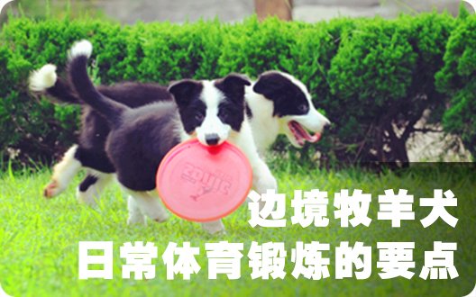 边境牧羊犬日常体育锻炼的要点