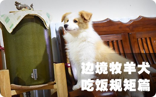 边境牧羊犬吃饭规矩篇