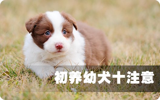 初养幼犬十注意