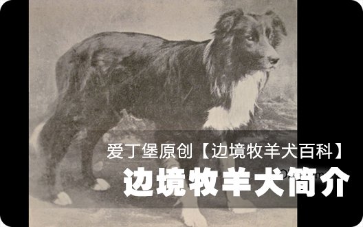■□边境牧羊犬百科——边境牧羊犬简介□■