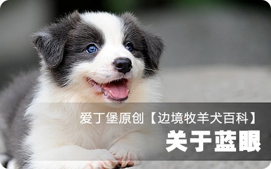 ■□边境牧羊犬百科——关于蓝眼（爱丁堡原创，转载请注明）□■