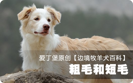 ■□边境牧羊犬百科——粗毛和短毛（爱丁堡原创，转载请注明）□■