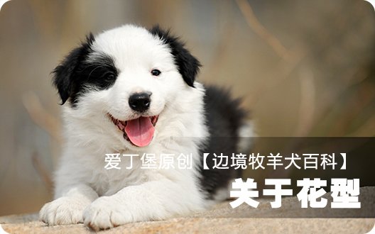 ■□边境牧羊犬百科——关于花型□■