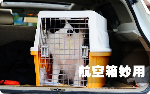 狗狗训练篇---航空箱妙用