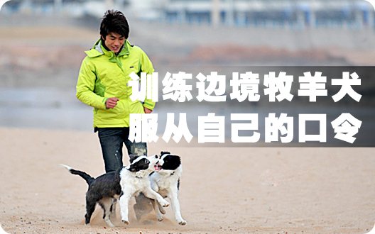 训练边境牧羊犬服从自己的口令