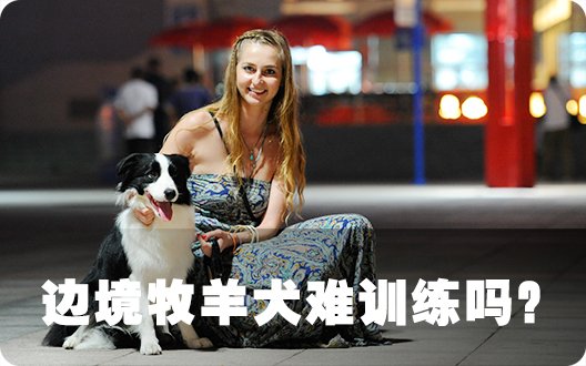 边境牧羊犬难训练吗？