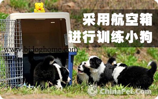 采用航空箱进行训练小狗