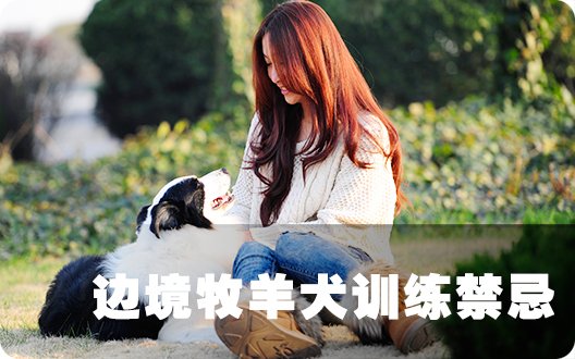 边境牧羊犬训练禁忌