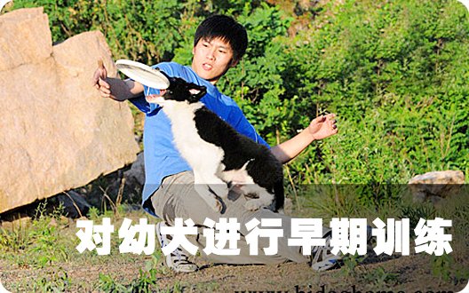△▲对幼犬进行早期训练▲△