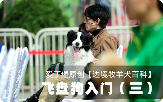 ■□边境牧羊犬百科——飞盘狗入门（三）□■