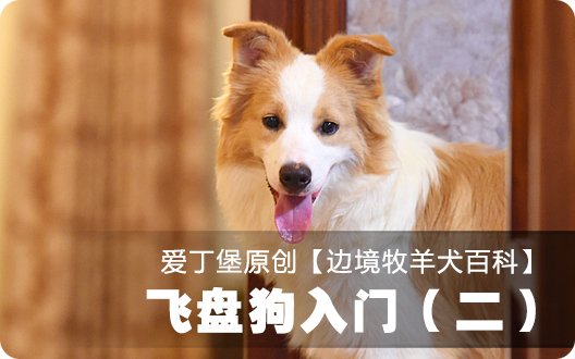 ■□边境牧羊犬百科——飞盘狗入门（二）□■