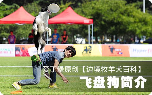 ■□边境牧羊犬百科——飞盘狗简介□■