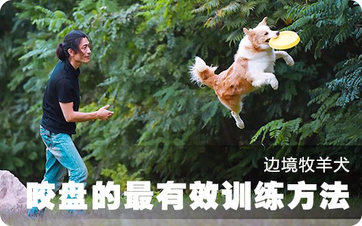 边境牧羊犬咬盘的最有效训练方法