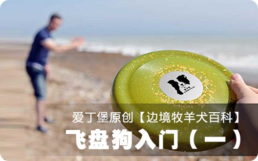 ■□边境牧羊犬百科——飞盘狗入门（一）□■
