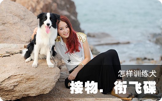 △▲怎样训练犬接物．衔飞碟▲△