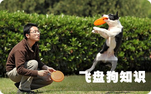 △▲飞盘狗知识▲△