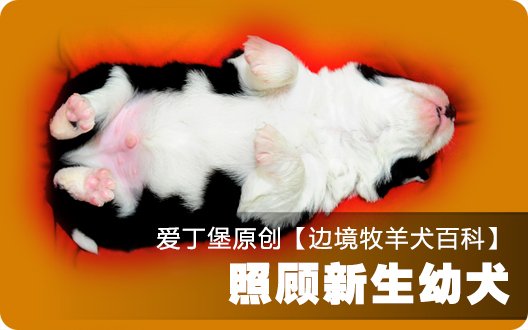 ■□边境牧羊犬百科——照顾新生幼犬□■