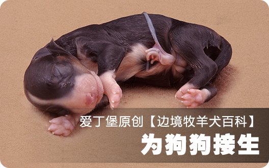 ■□边境牧羊犬百科——为狗狗接生□■
