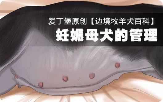 ■□边境牧羊犬百科——妊娠母犬的管理□■