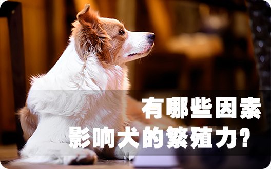 有哪些因素影响犬的繁殖力？