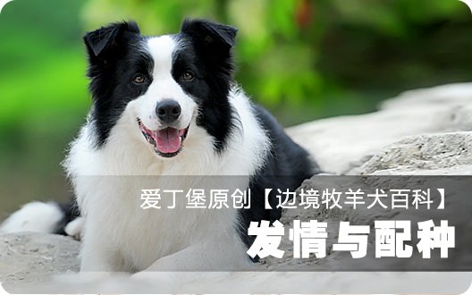 ■□边境牧羊犬百科——发情与配种□■