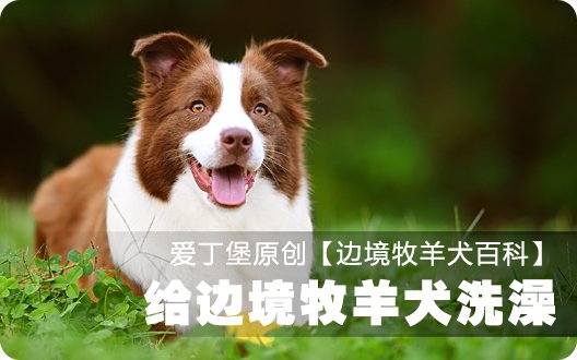 边境牧羊犬百科——自己给边境牧羊犬洗澡