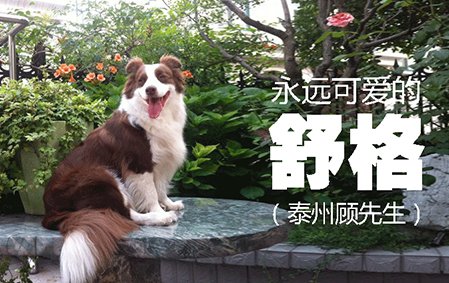 永远可爱的舒格（泰州顾先生）