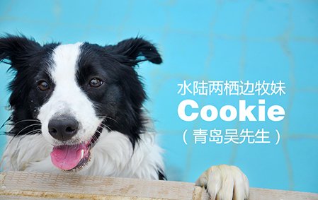 水陆两栖边牧妹——Cookie（青岛吴先生）