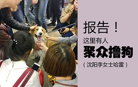 报告！这里有人聚众撸狗（沈阳李女士哈雷）