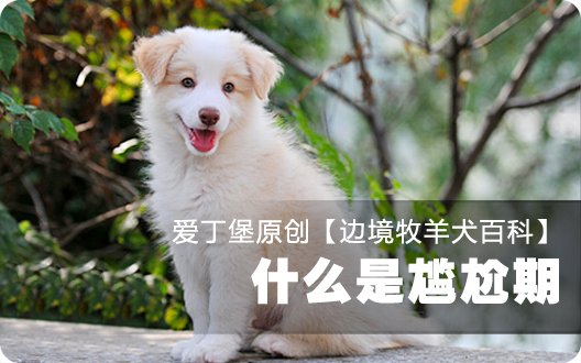 边境牧羊犬百科——什么是尴尬期