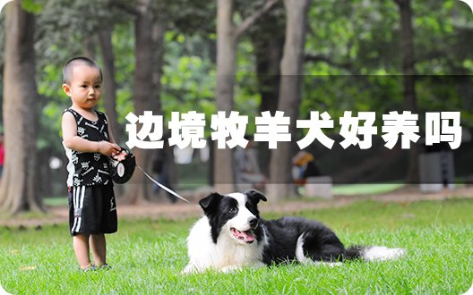 边境牧羊犬好养吗？