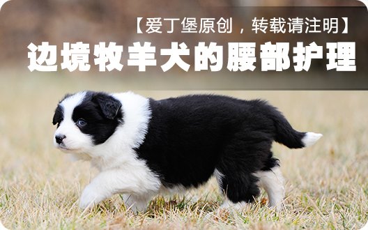 边境牧羊犬--腰部护理