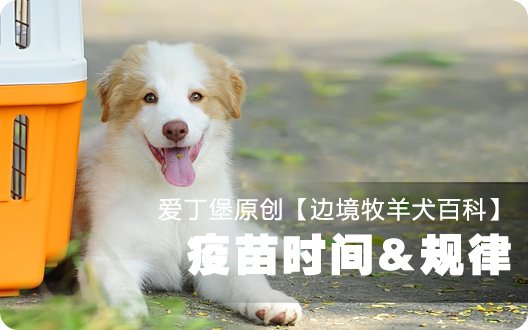 边境牧羊犬百科——疫苗时间&规律