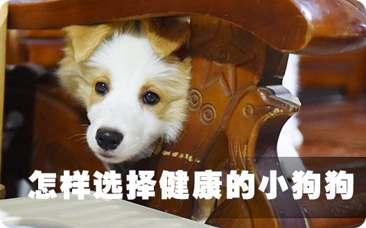 怎样选择健康的小狗狗